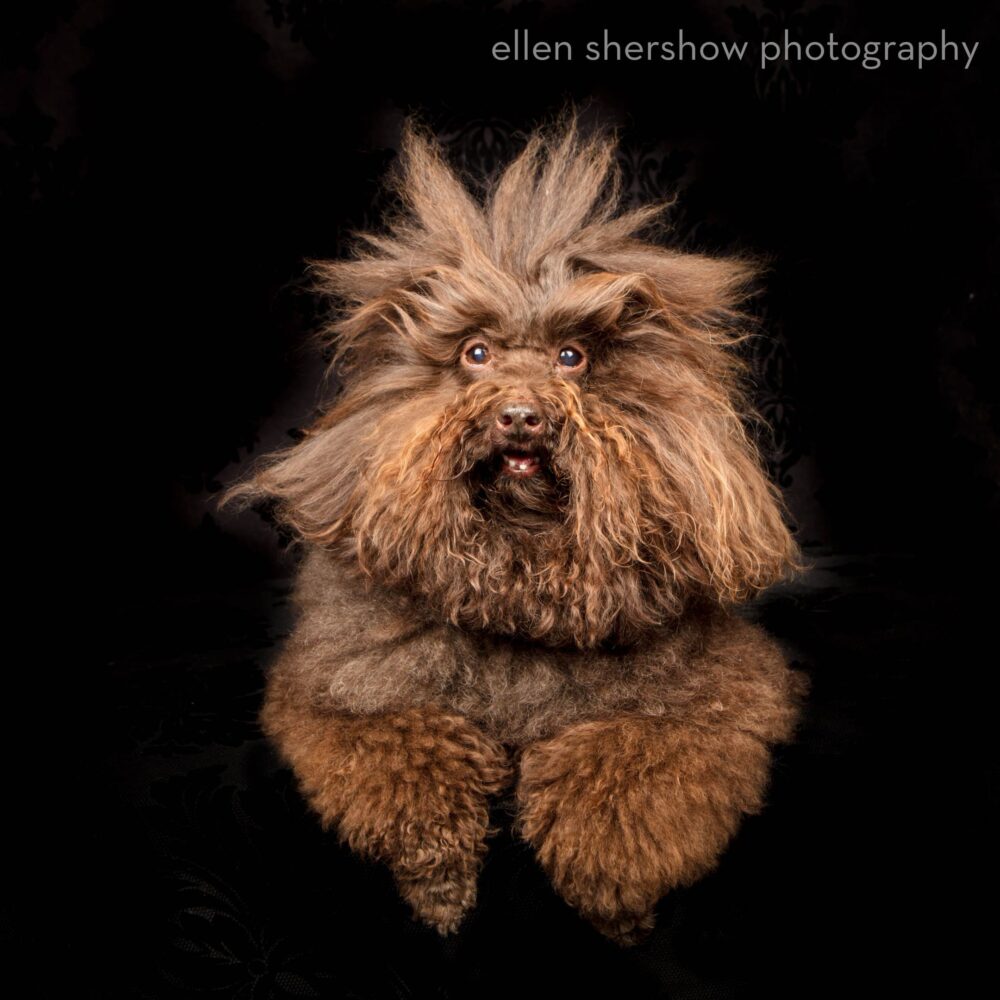 Ellen Shershow Photography